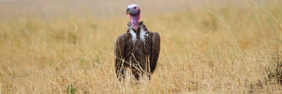 NubianVulture_6009 1.jpg